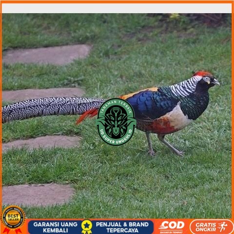 

Telur ayam hias ringneck lady red amherst pheasant fertil asli UD_SUPER_UNGGUL_ID
