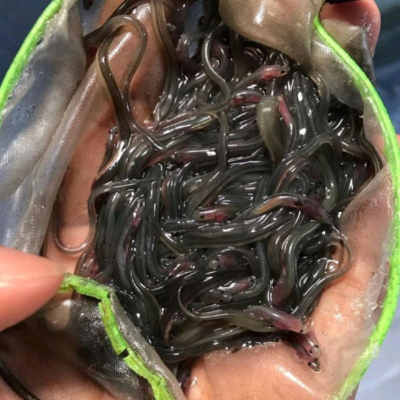 Bibit Ikan Sidat Glass Eel Siap Tebar 500 Ekor