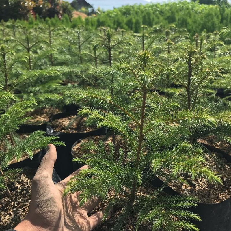 Cemara Pentris - Cemara Norfolk - tinggi 40 cm up