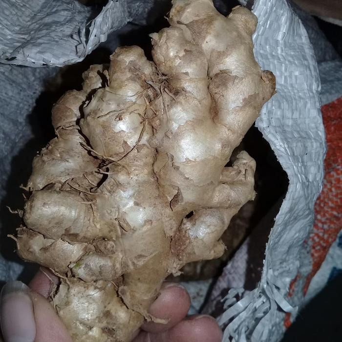 

Ready jahe emprit 1kg