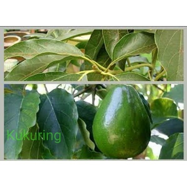 

DAUN ALPUKAT SEGAR 100gr Rempah_herbalCo