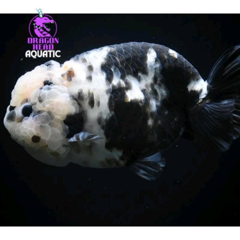 Ikan Hias Mas Koki Rancu Sapi Grade High Quality Tulungagung gayabebas