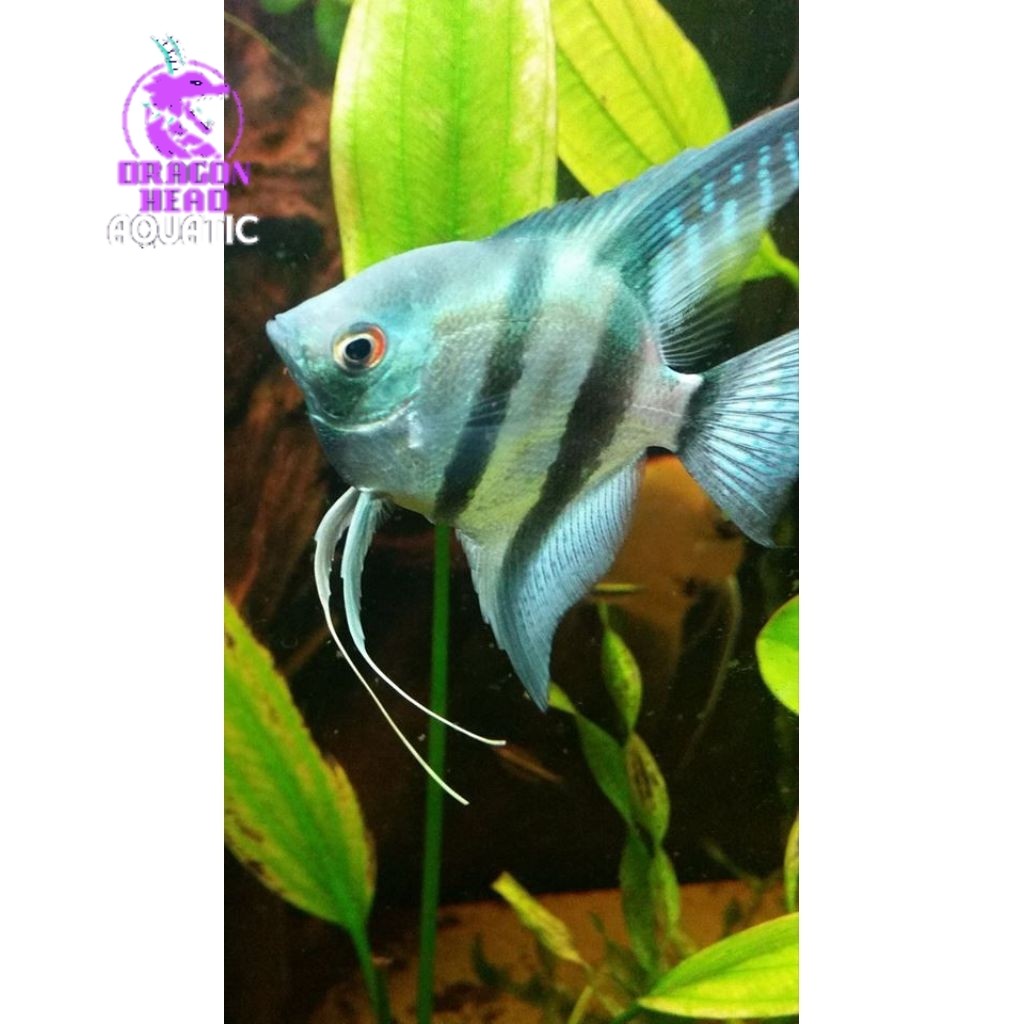 hiasan akuarium manfish blue pinoy cocok untuk Aquascape