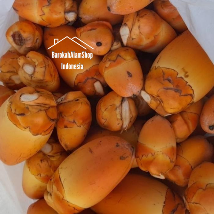

Beluluk Tembuluk Pentil Kelapa Muda Tembeluluk Kelapa per 20pcs