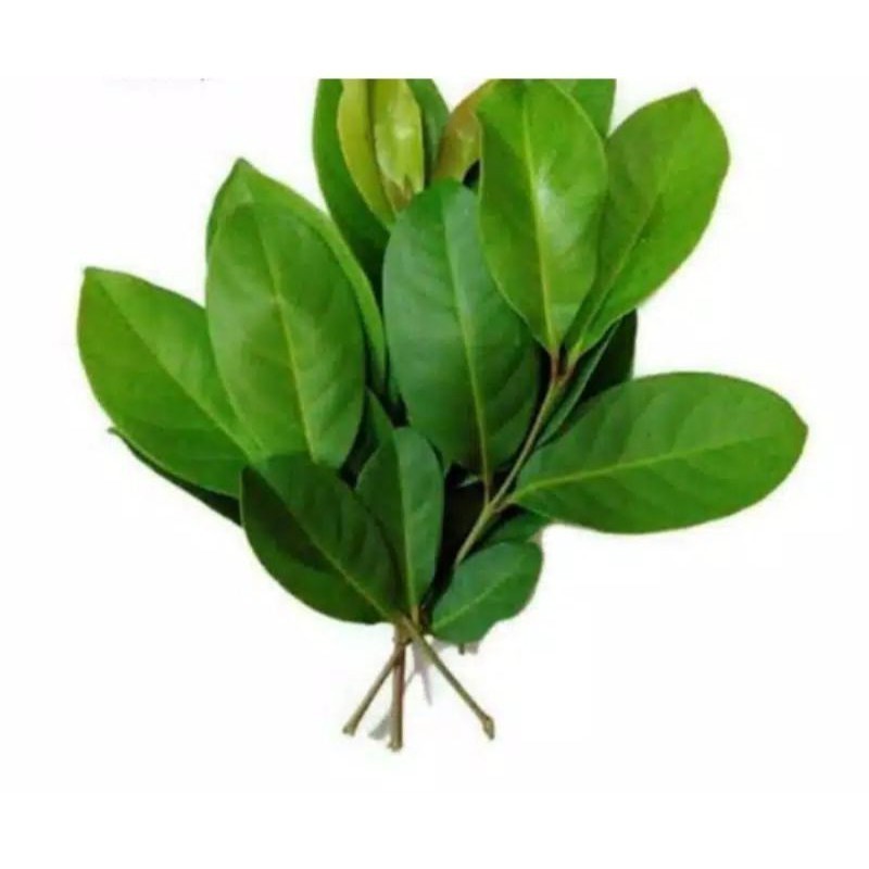 

DAUN SALAM SEGAR PER IKET Herbal COD