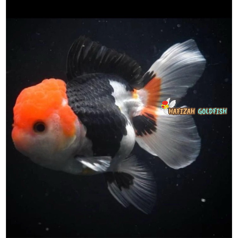 KOKI ORANDA TANCHO 7-9 TC GRADE A