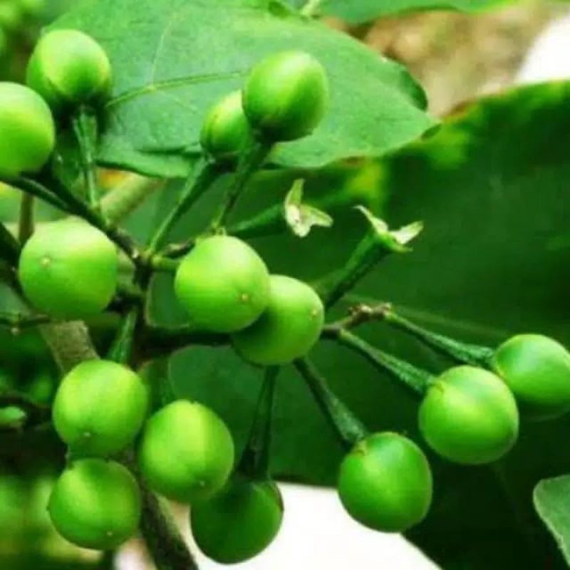 

New Promo Buah cepokak segar 500gr / cepokak buah rimbang COD Azzahra.AS