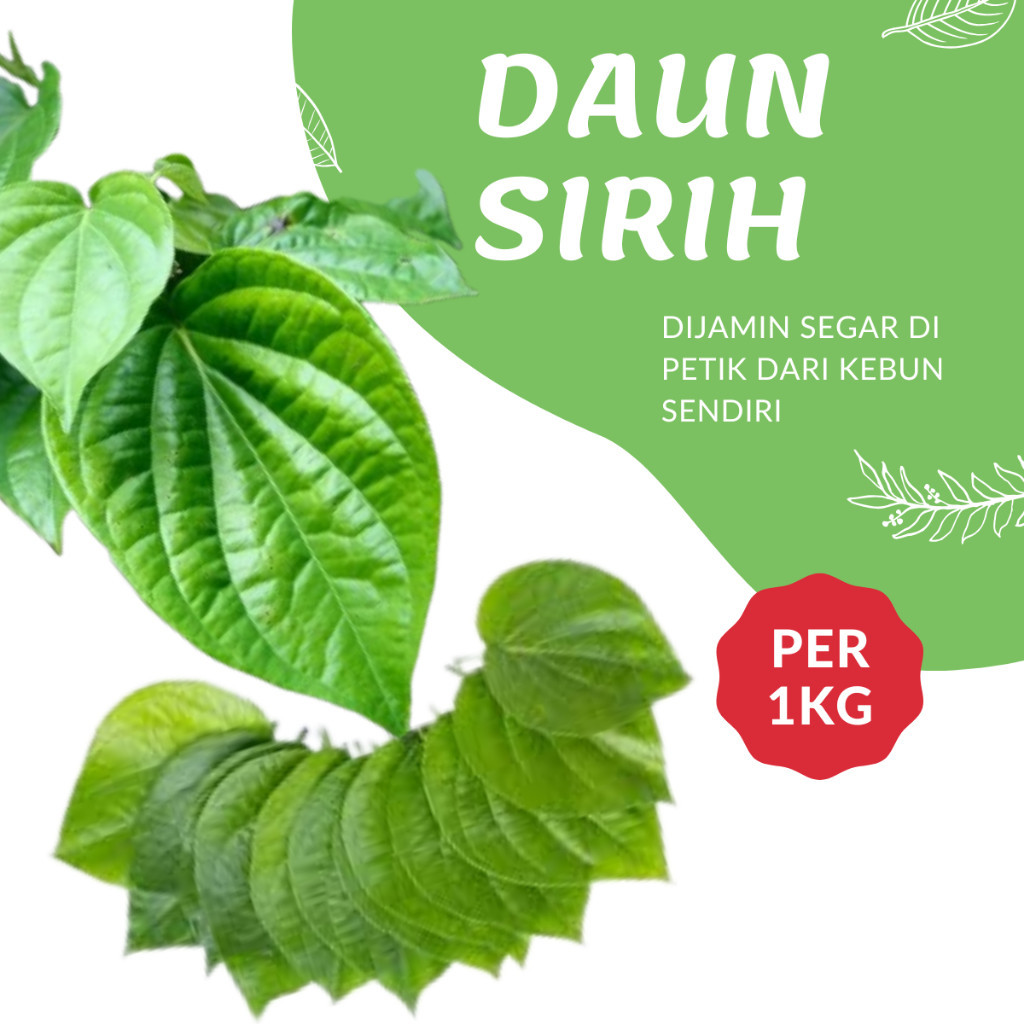 

Daun Sirih Hijau Segar 1kg Obat Herbal Daun Sereuh