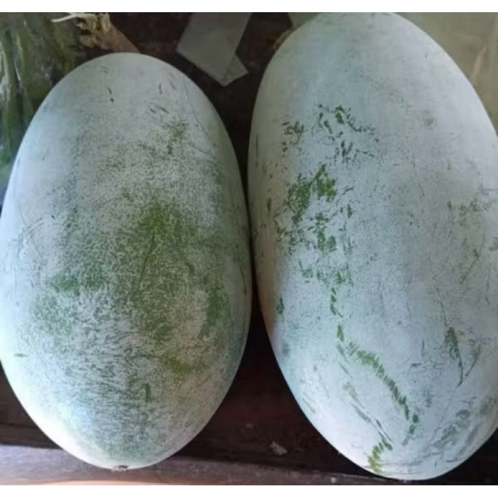 

BUAH BLIGO / BUAH KUNDUR / WINTER MELON HIGH QUALITY 1 - 1,5 KG