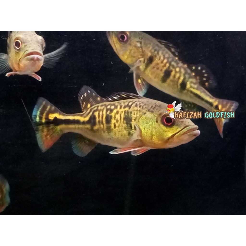 pbass kelberi golden 6-8 cm tankmate
