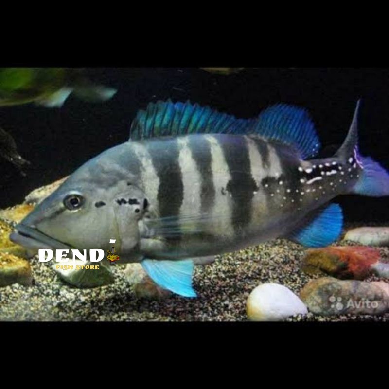 pbass blue azul pibas size 7-8 cm tsnkmate