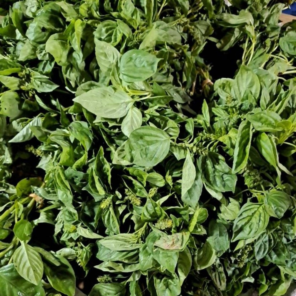 

Kemangi segar Per Ikat Bandung