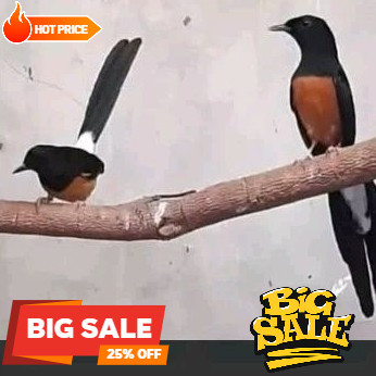 burung murai batu medan sepasang dewasa siap produksi