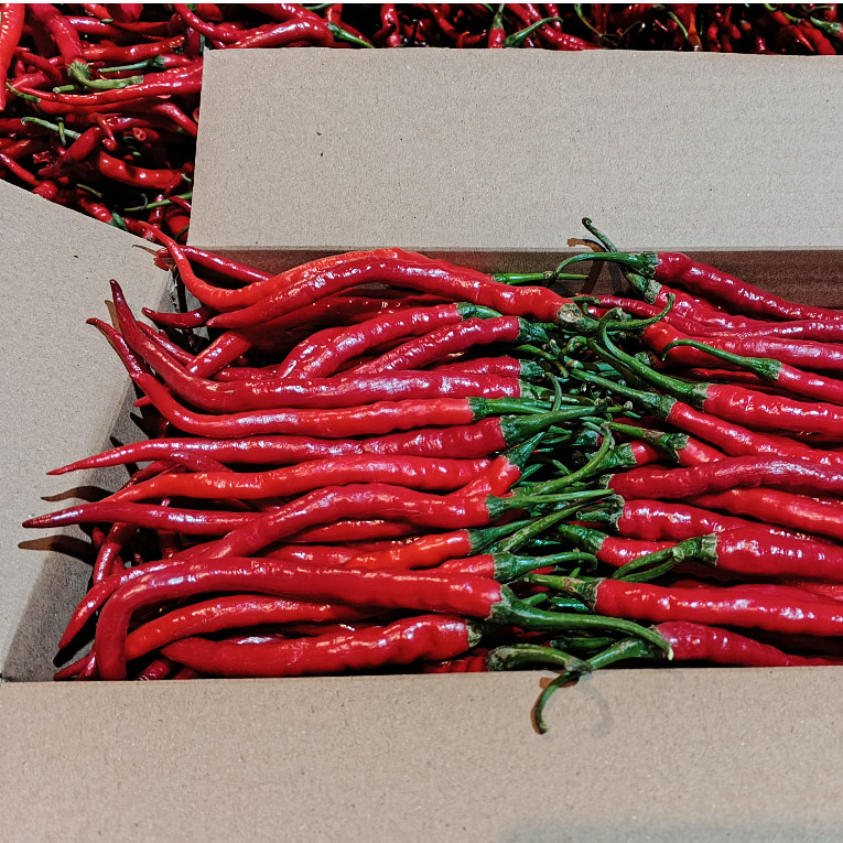 

Cabe cabai merah keriting 1/2kg murah cabai cabe merah keriting 500g 500 gram murah fresh