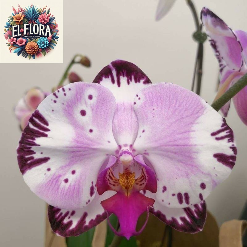 anggrek dewasa bulan hybrid import taiwan