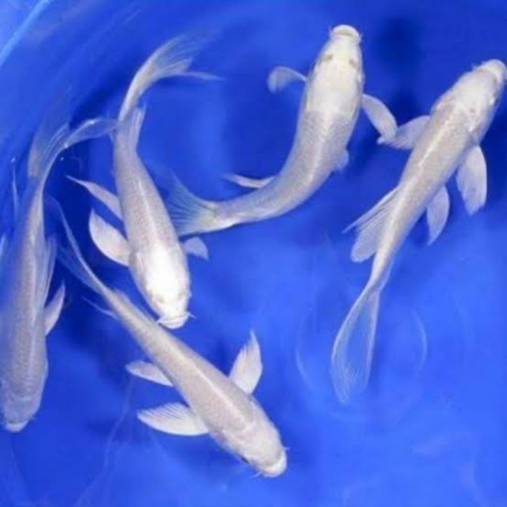 Paket koi platinum slayer kumpay hiasan aquarium