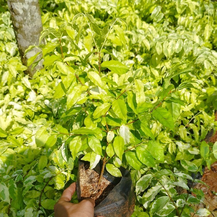 bibit bonsai anting putri | Tanaman anting putri bonsai