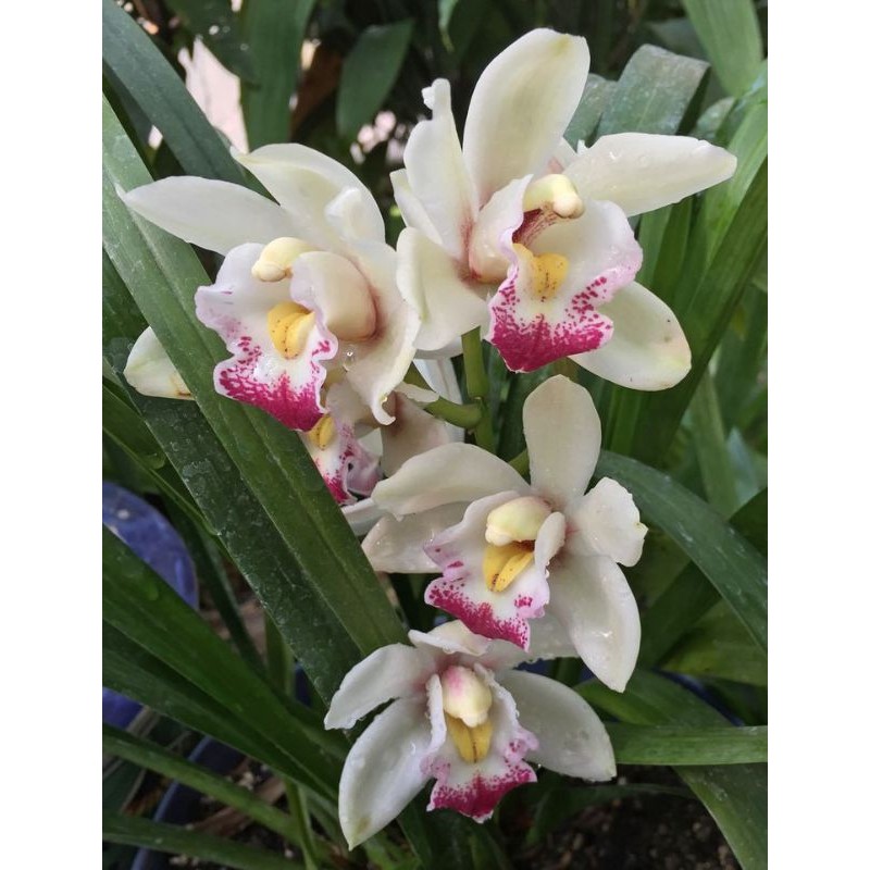 anggrek tanah/ cymbidium ausy joshua putih lidah merah