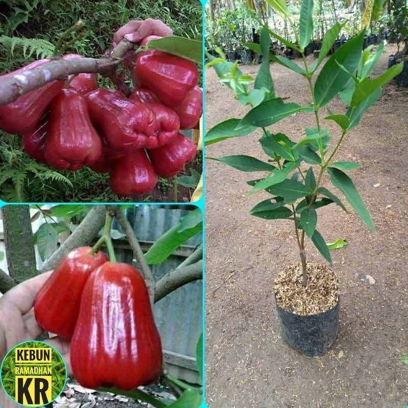 BibitBibit Buah Jambu Air Citra//Bibit Jambu Citra Hasil Cangkok Di Jamin Berbuah