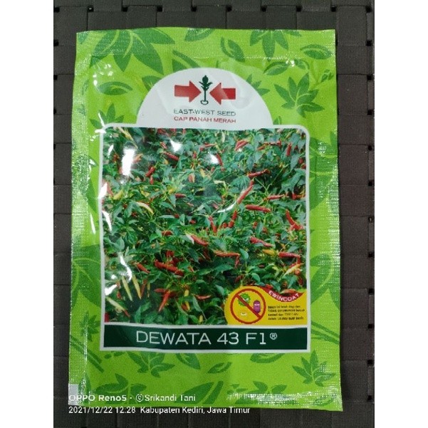 Benih Cabe Dewata 43 F1 Cabe Rawit Hibrida Umur Genjah Kemasan 2.250 Butir Original Pabrik Cap Panah
