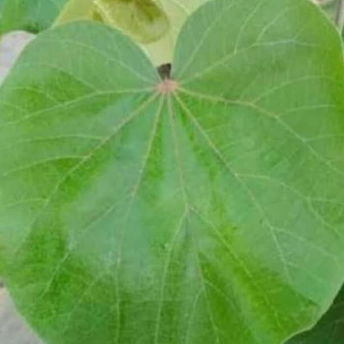 

Daun waru bungkus peuyeum