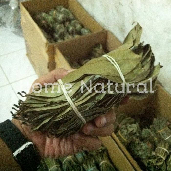 

Herbal daun sirsak kering di angin angin bukan sinar matahari khasiat