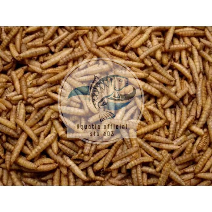 Maggot kering 1 kg / maggot 1kg / maggot / pakan koi / pakan ikan / pakan burung / makanan koi