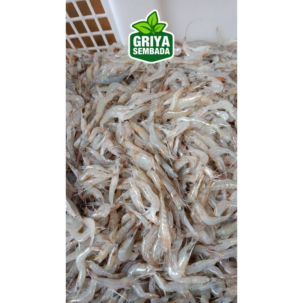 

Udang Rebon Segar 1KG Griya Sembada