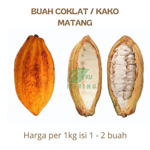 

Buah Coklat Matang Kako Kakao Segar Petik Kirim kenzi herbal