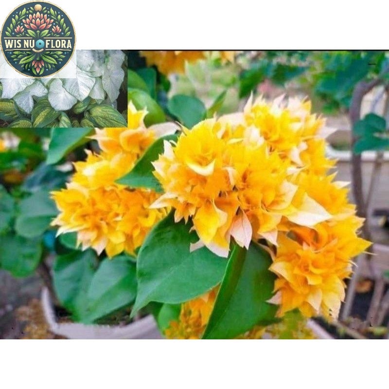 TANAMAN HIAS BUGENVIL SUPER YELLOW MERCY//BUNGA KERTAS BUGENVIL/BUGENVIL BUNGA KERTAS/BUGENVIL IMPOR