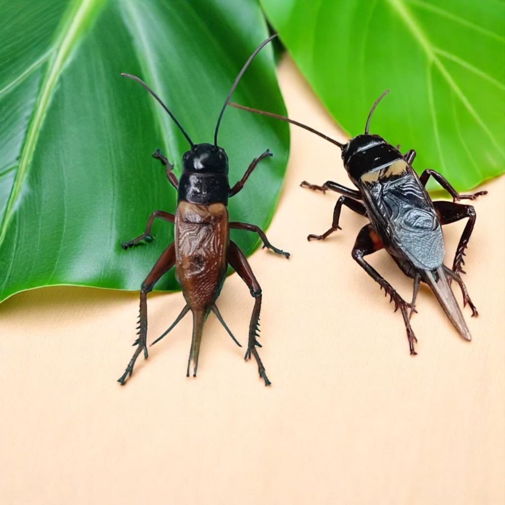 JANGKRIK GARUT BESAR SUPER ADUAN