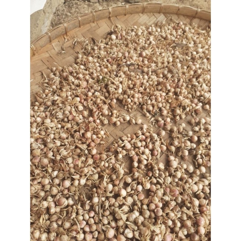 

New Buah kapol sgar 500 gr kapol basah ..