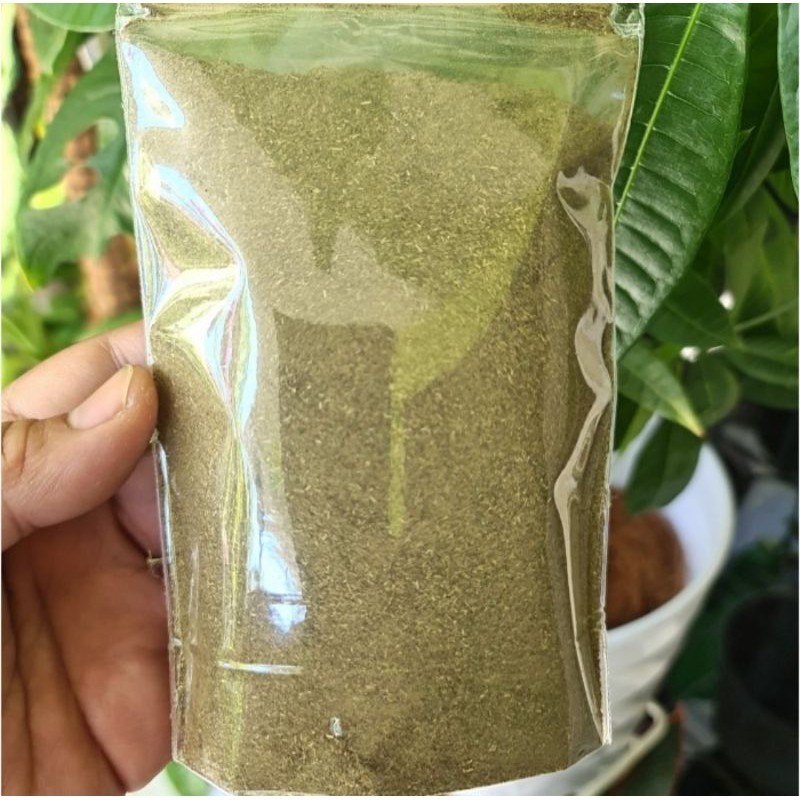 

Bubuk Daun Beluntas 100gr - Bubuk Luntas Original Tanpa Campuran