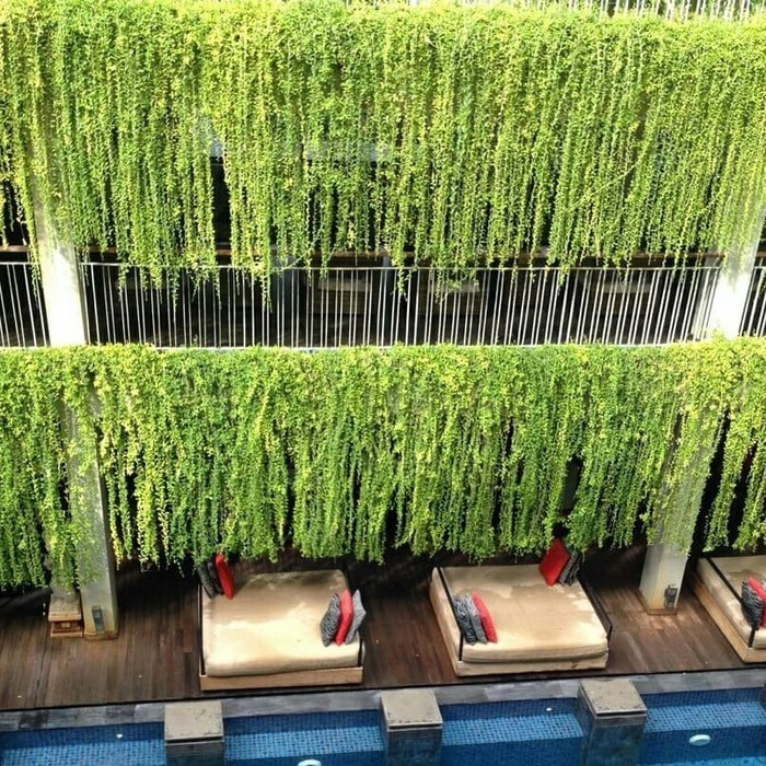 Bibit Tanaman Tirai Merambat juntai Lee Kwan Yew / Lee Kwan Yu Tanaman hias hidup