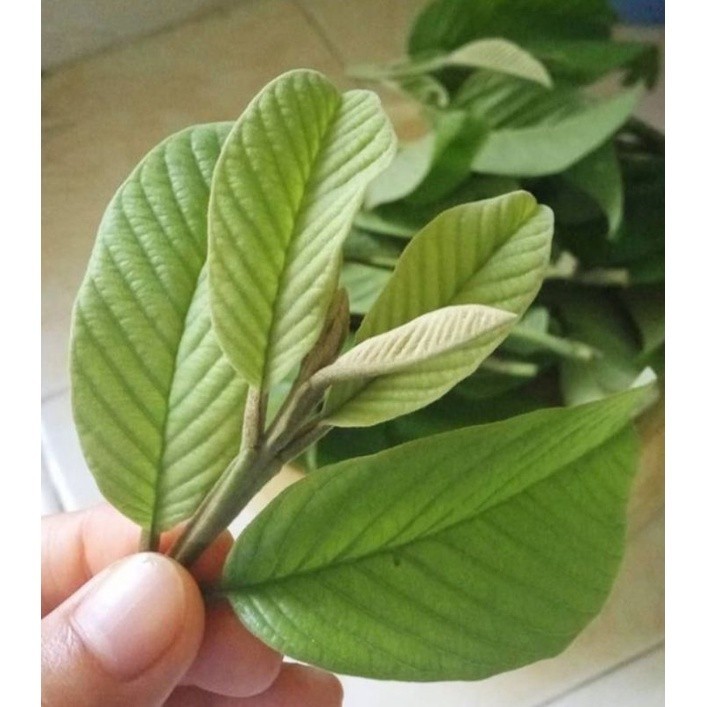 

DAUN JAMBU BIJI /250grm