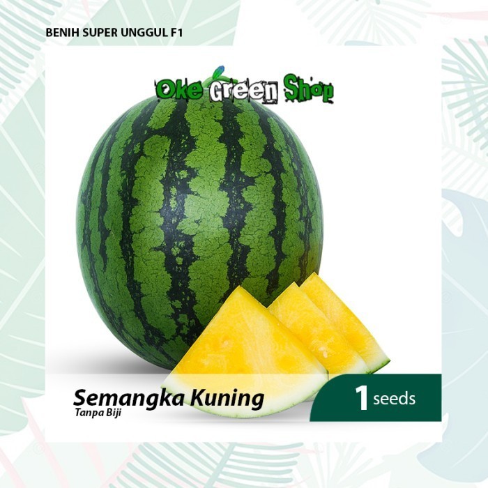 KLIP - 1 Biji Benih Bibit Semangka Kuning Non Biji Kualitas F1