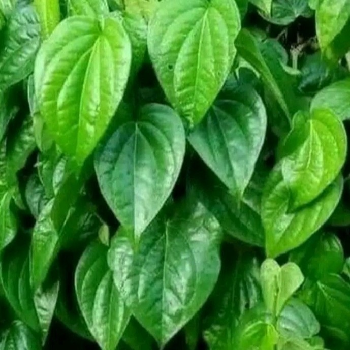 

peromo daun sirih hijau fresh 100 lembar herbal alami segar