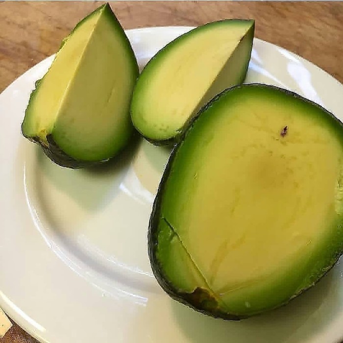 COD Bibit Tanaman Alpukat Tanpa Biji  Kualitas Unggul