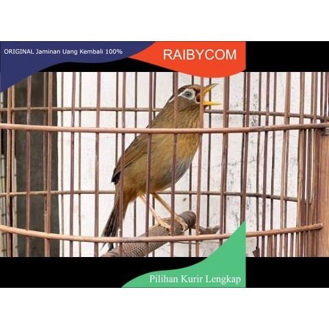 Burung Wambi big impor mewah Wambie bahan jantan betina Voer Total Hwambi Besar Hwa Mei Import belum