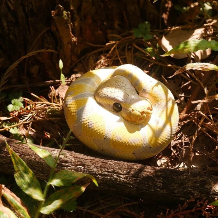 Animal Heavenly Body - Resin Animal Banana Pastel Ball Python regius Snake