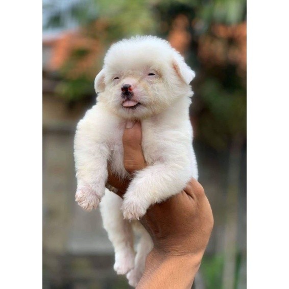 Anakan Anjing Mini Pomeranian Super Mini Pom Stambum Betina Putih