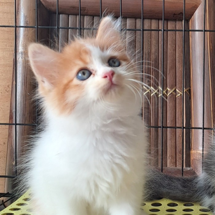 Anak kucing anggora/kitten persia flatnose betina /kucing oren betina