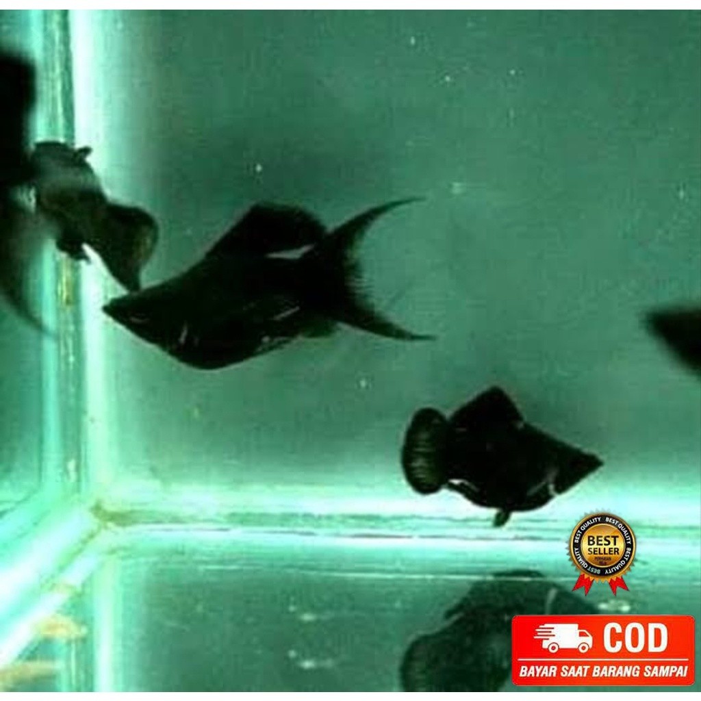 new Molly Moli Moly Black Golden Marbel Balon  - KATALOG