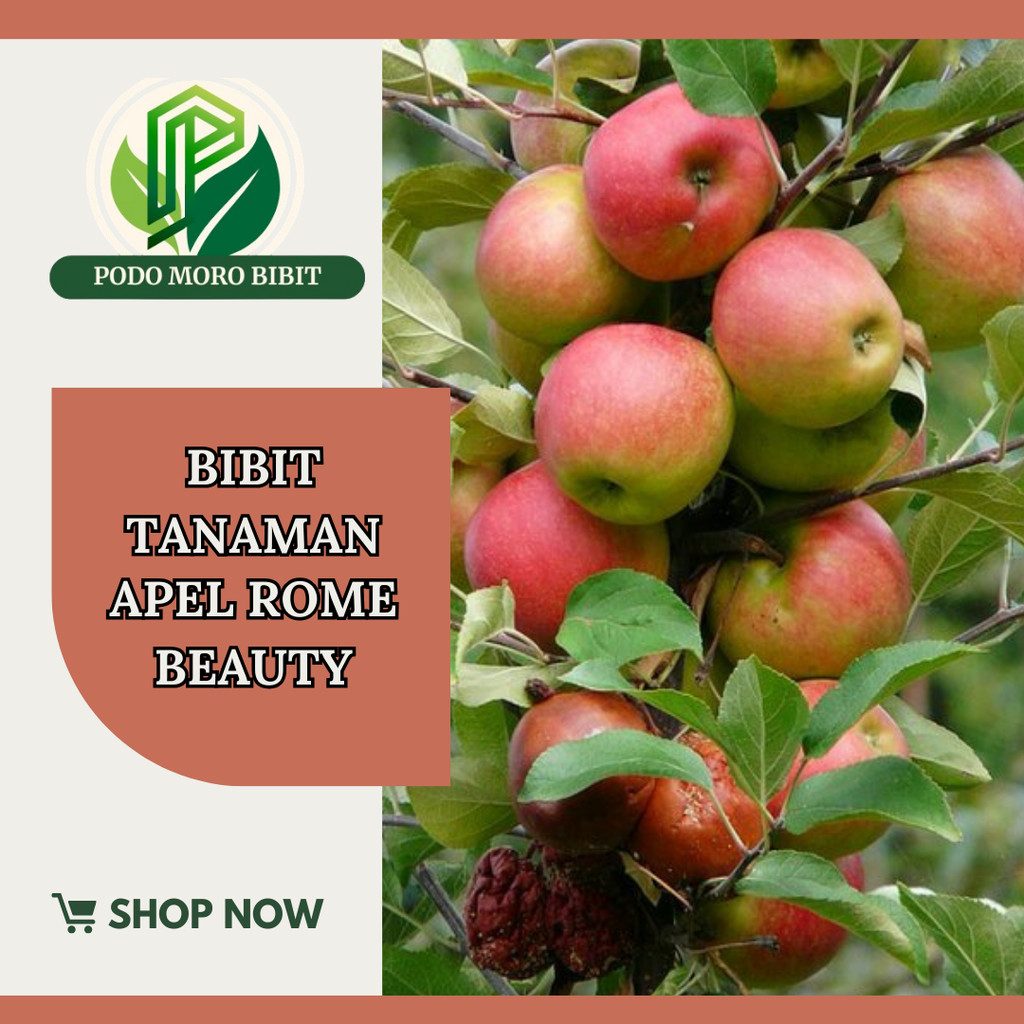 Bibit Apel Rome Beauty Malang Cangkok dan Stek