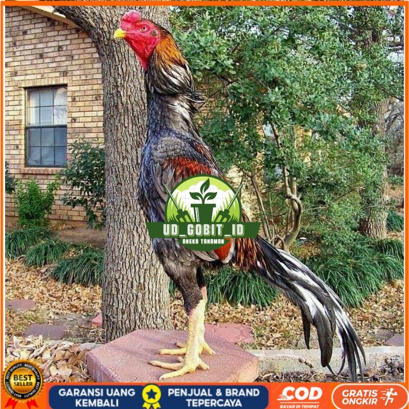 

OSHAMO EROPA FERTIL FRESH UD_GOBIT_ID