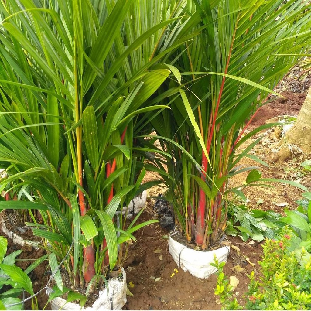 Tanaman hias palem merah - palem merah bibit - bibit palem merah