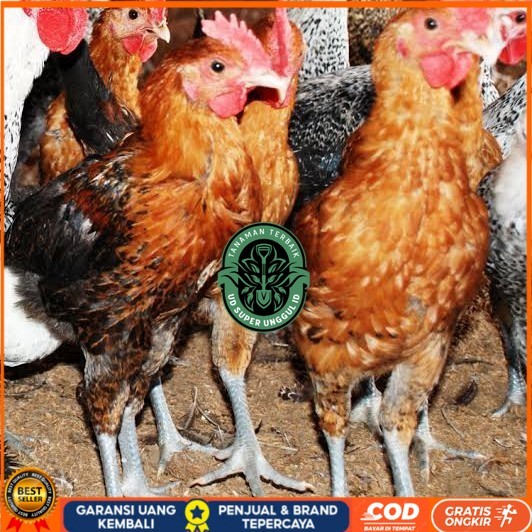 

Telur ayam elba petelur handal fertil asli siap ditetaskan - telur-ayam-elba UD_SUPER_UNGGUL_ID