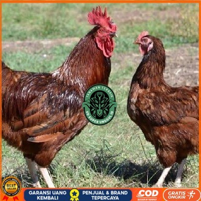 

Telur ayam rodhe island / telur ayam hias / telur fertil siap cod UD_SUPER_UNGGUL_ID