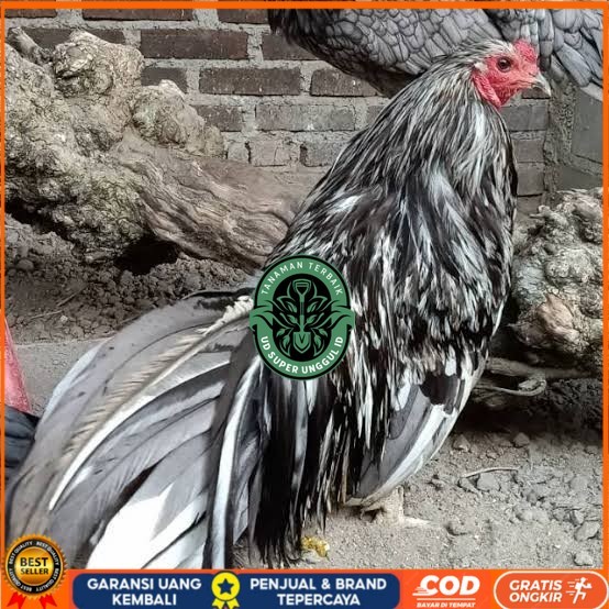 

Telur ayam black sumatera / telur ayam hias / telur fertil siap cod UD_SUPER_UNGGUL_ID