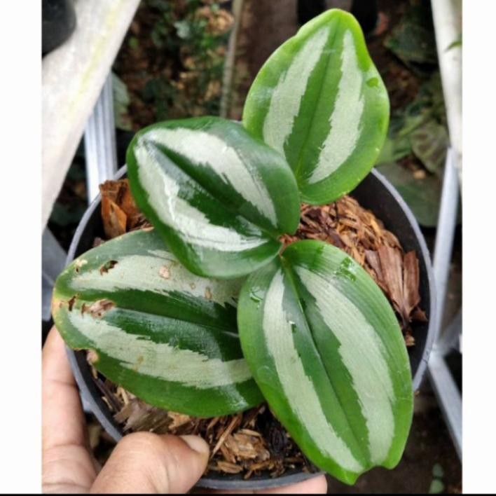 Tanaman hias scindapsus trubimilk green - scindapsus hias
